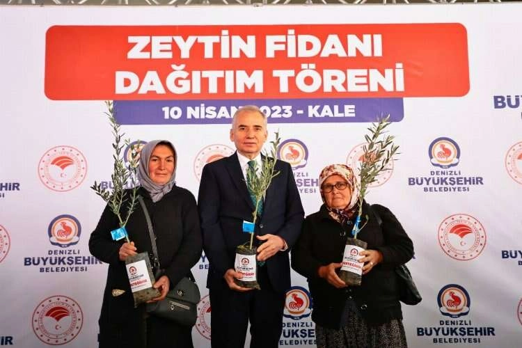 Denizli'de zeytin yetiştiriciliği yaygınlaşıyor haberinin görseli