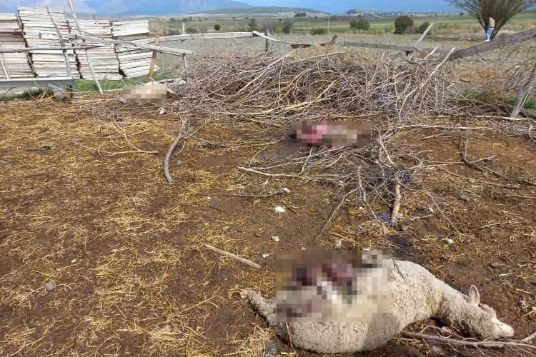 Denizli'de kurtlar, koyunları hedef aldı haberinin görseli