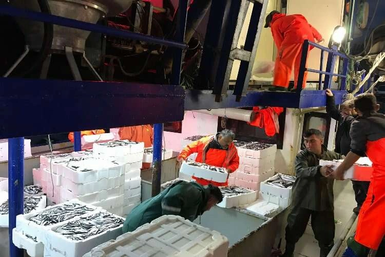 Aydın'da gırgır tekneleri denetlendi haberinin görseli