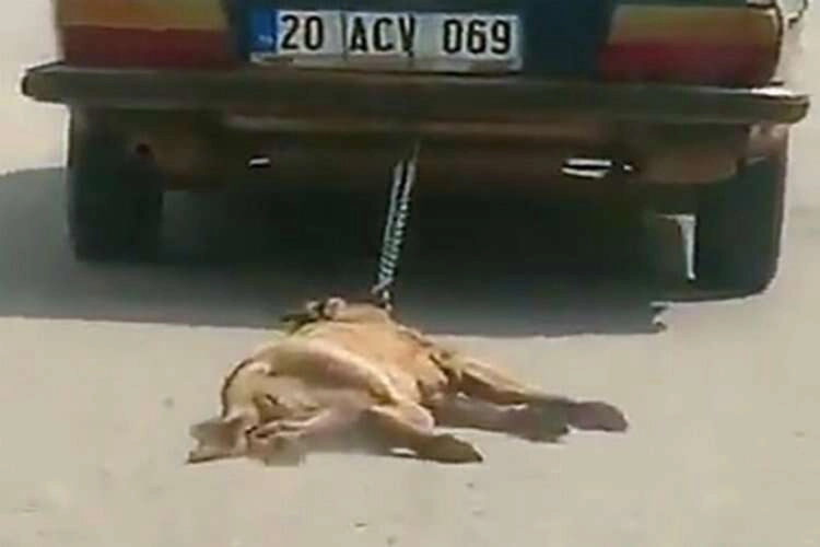Köpeğini sürükleyerek öldüren sürücüden skandal savunma haberinin görseli