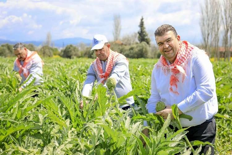 İzmir Seferihisar'da enginar zamanı haberinin görseli