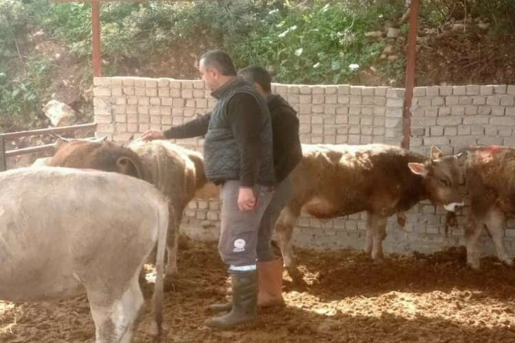 Aydın'da şap denetimleri hız kesmiyor haberinin görseli