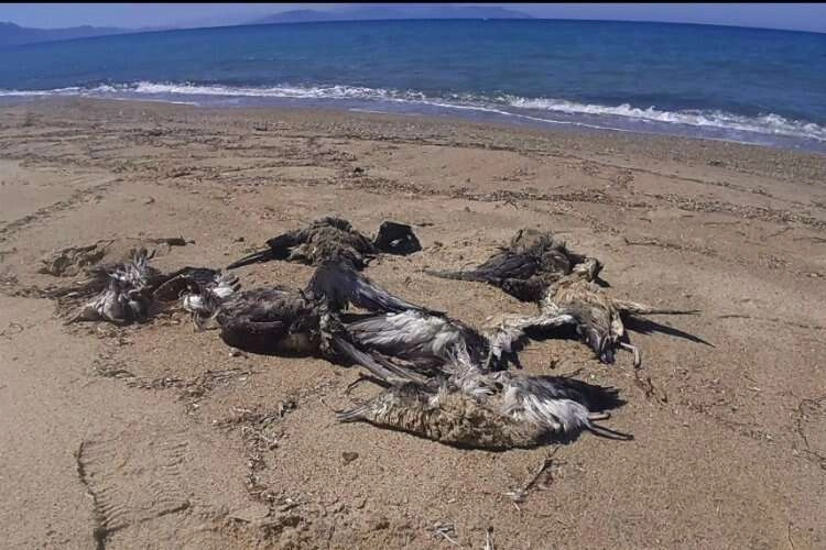 Yelkovan kuşları plajda ölü bulundu haberinin görseli