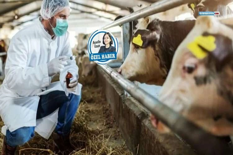 Şap hastalığı tehlikeli düzeyde haberinin görseli