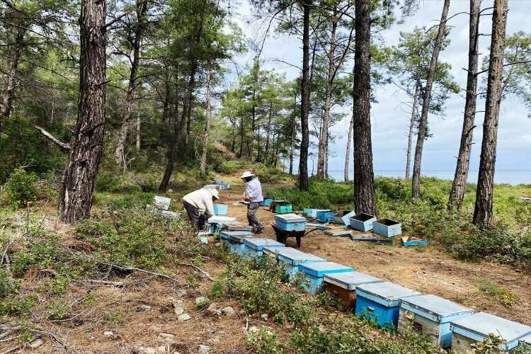 Muğla'da çiçek balı hasat zamanı haberinin görseli