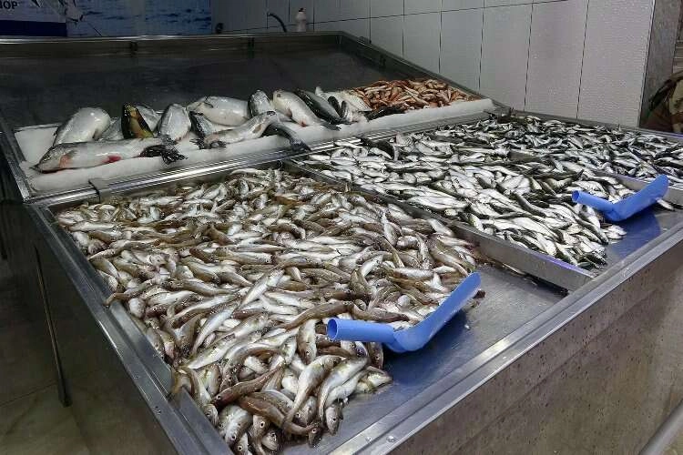 1 Eylül'e kadar  av yasağı başladı haberinin görseli