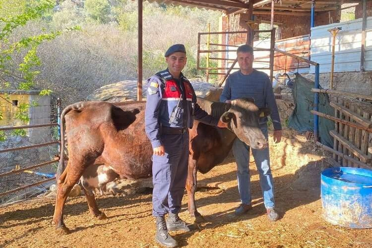 Kaybolan inek jandarma tarafından bulundu