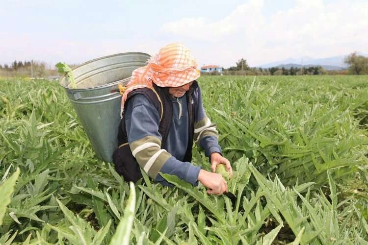 Urla enginar günleri için geri sayım başladı haberinin görseli