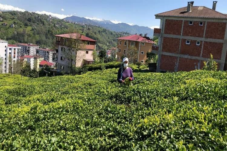 2023 yılı yaş çay sezonu hazırlıkları başladı haberinin görseli