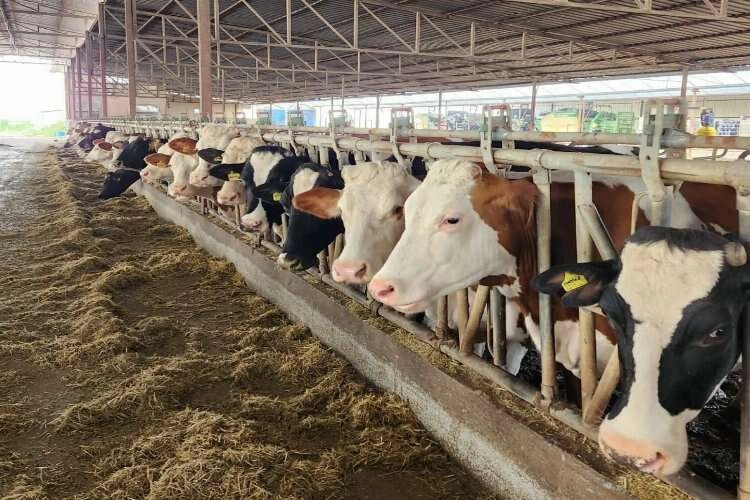 Aydın'da şap hastalığıyla mücadele devam ediyor haberinin görseli