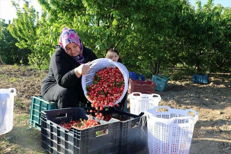 Kirazın ilk hasadı 800 liraya satıldı haberinin görseli