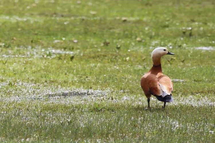 Sadakatin simgesi kuşlar üreme alanlarına döndü