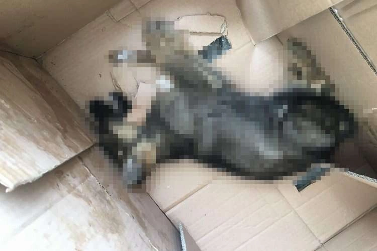 İzmir'den Kırşehir'e kutu içinde gönderilen ölü köpek ekipleri harekete geçirdi haberinin görseli