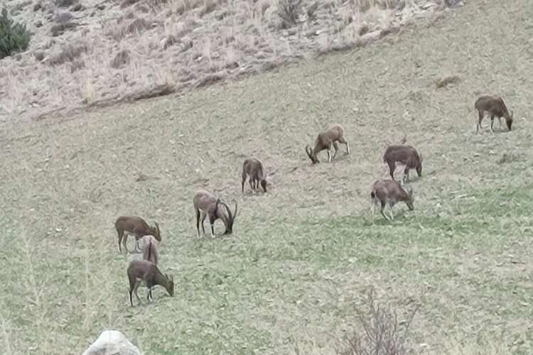 Dağ keçileri merkeze yaklaştı