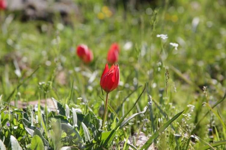 Manisa Lalesini koparmanın cezası arttı haberinin görseli