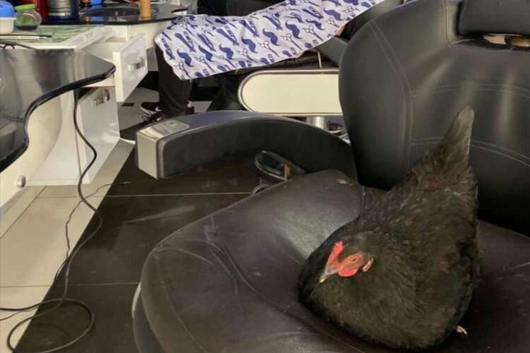 Muğla’da berber koltuğuna yumurtlayan tavuklar maskot oldu haberinin görseli