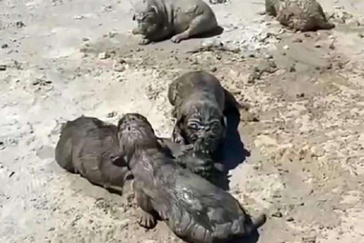 Yavru köpeklere beton atık suyu katliamı haberinin görseli