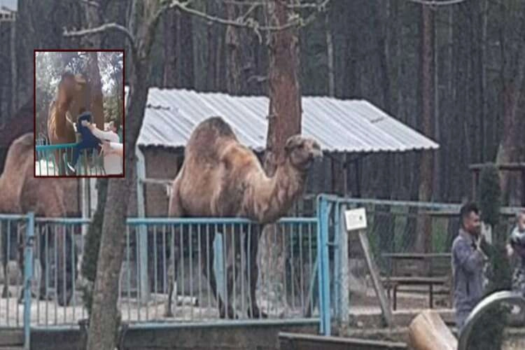 Deveye fazla yaklaştı! Canını zor kurtardı haberinin görseli
