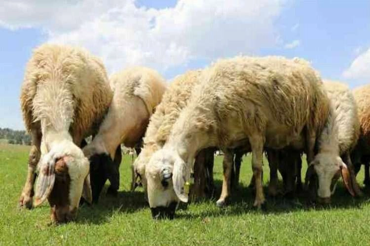 Sürüleri karışan çobanlar birbirine girdi haberinin görseli
