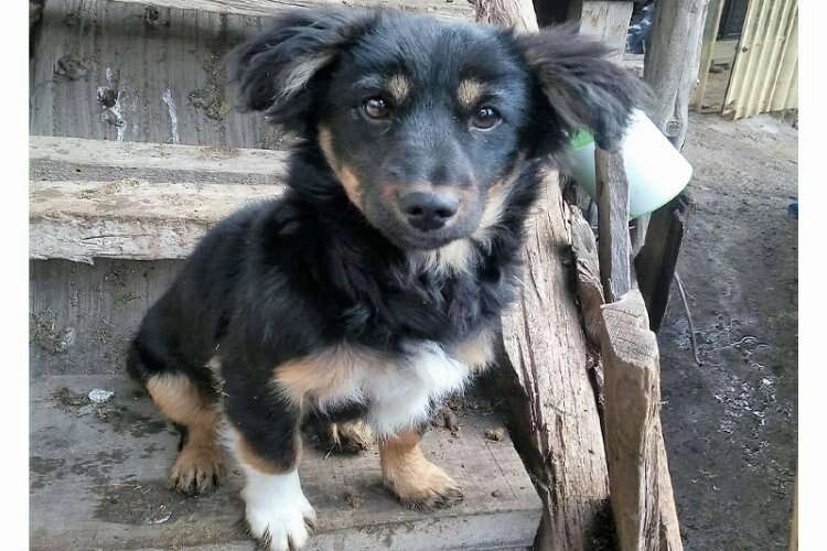 Kayıp köpeği bulana ödül haberinin görseli