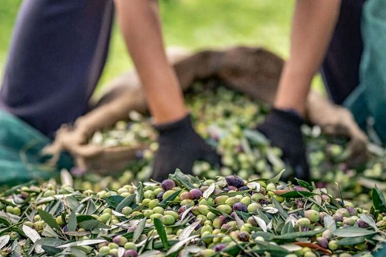 Zeytinin ihracat rakamları zirvede haberinin görseli