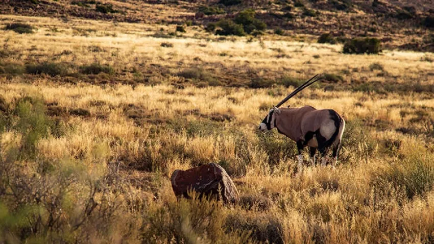 Güney Afrika'nın doğa turizmi merkezi: Karoo