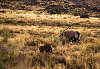 Güney Afrika'nın doğa turizmi merkezi: Karoo galerisinin önkapak görseli