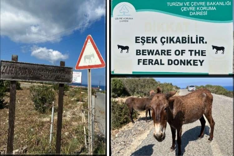 KKTC’nin sevimli mafyaları haberinin görseli