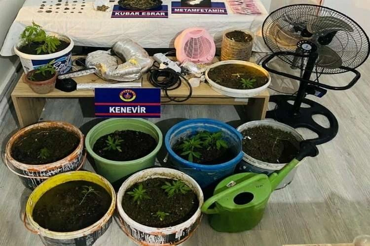 Çatı katında kenevir yetiştirdiler haberinin görseli