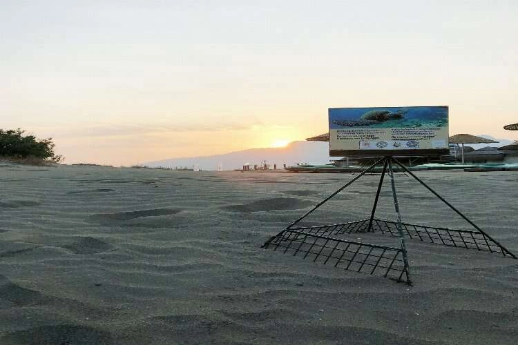 Dalyan İztuzu'na yılın ilk yumurtası bırakıldı haberinin görseli