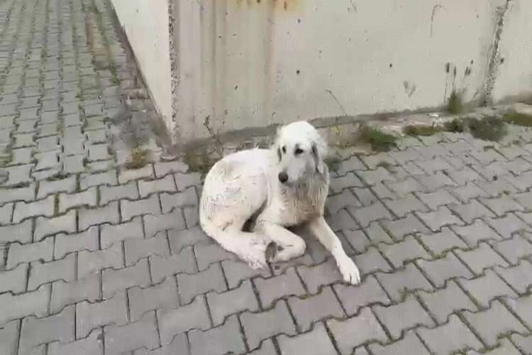 İzmir’de köpeğe işkence kameralara yansıdı haberinin görseli