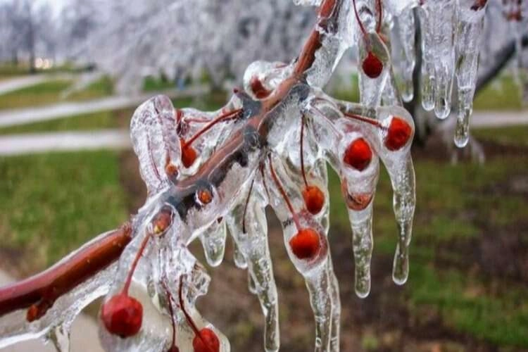 Meteorolojiden zirai don uyarısı haberinin görseli
