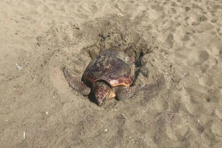 Muğla İztuzu sahilinde caretta caretta dönemi başladı