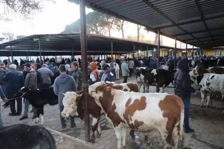 50 gün aradan sonra Hayvan pazarları açıldı haberinin görseli
