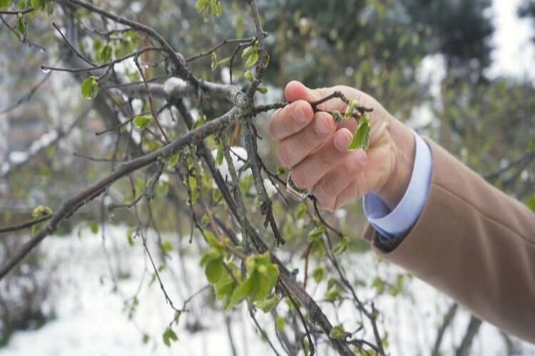 Eskişehirli çiftçilere zirai don uyarısı haberinin görseli