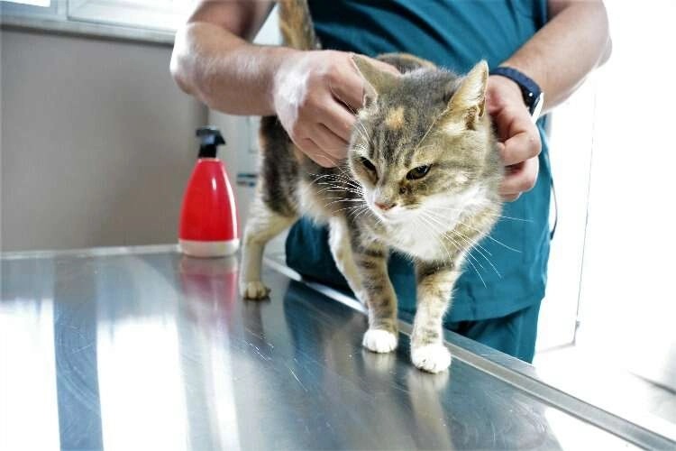 Bakımevinin süt annesi 10 yavru kediyi besliyor haberinin görseli