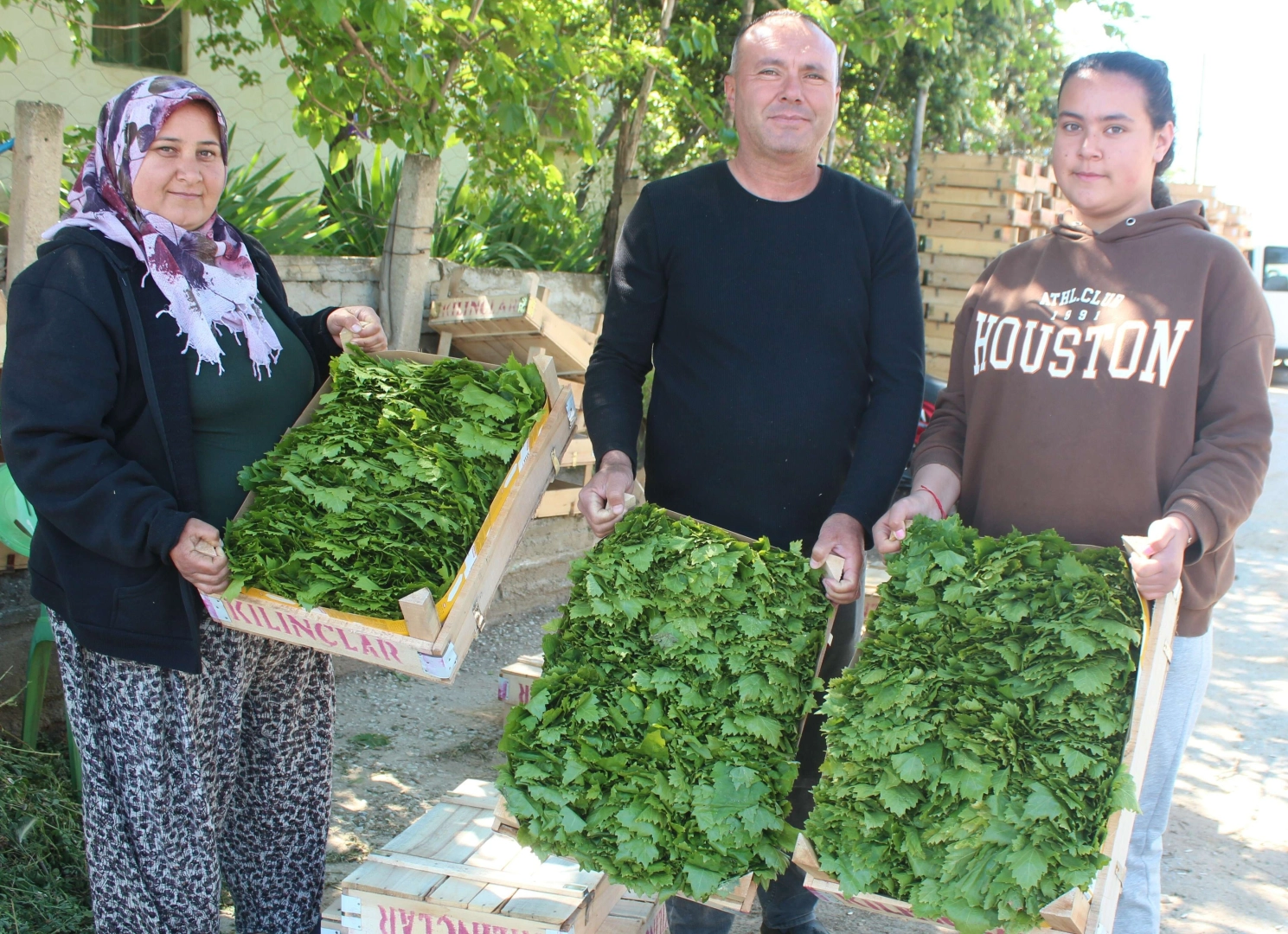 Manisa'da asma yaprağı, can simidi oldu