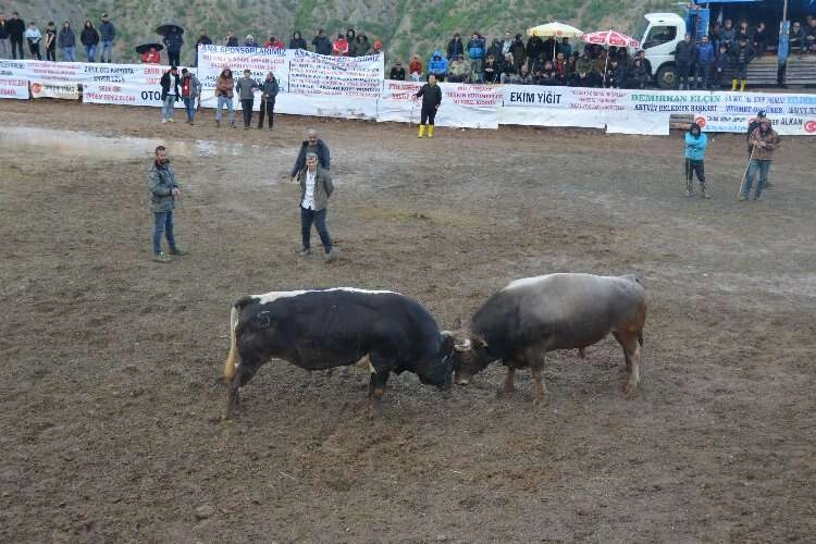 Boğa güreşleri festivalleri Artvin’de başladı haberinin görseli
