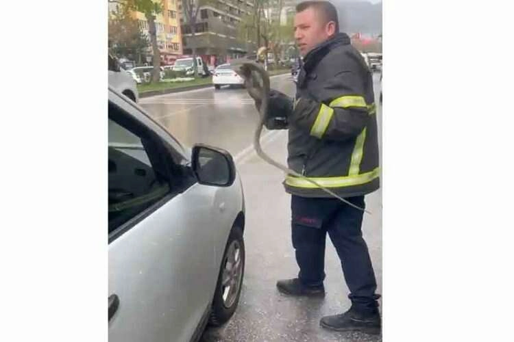 Saksı çiçeklerinin arasından yılan çıktı  haberinin görseli