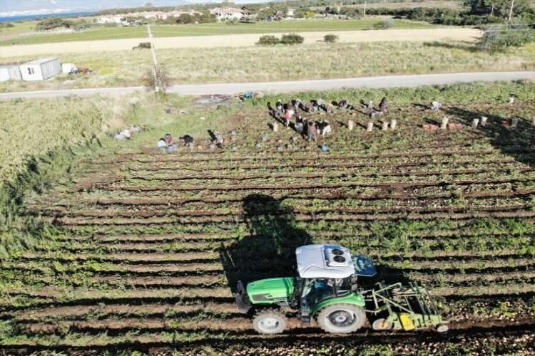 Muğla'da patates hasadı başladı haberinin görseli