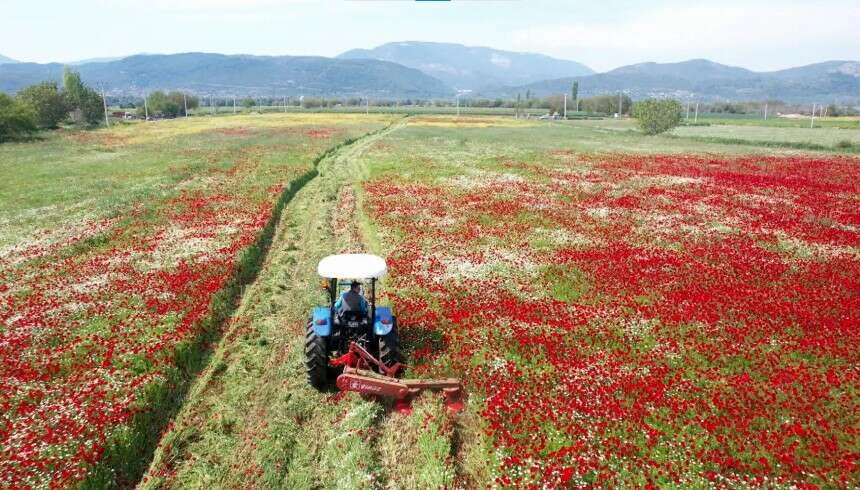 Muğla, hasat ettiği kaba yemi ücretsiz dağıtacak