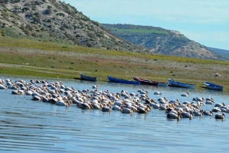 Porsuk Baraj Gölü'nde pelikan canlılığı haberinin görseli