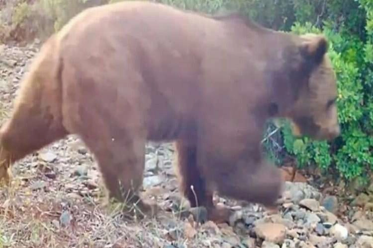 Muğla'da fotokapana bozayı takıldı haberinin görseli