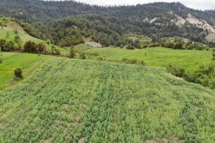 620 bin kök haşhaşı izinsiz ürettiler haberinin görseli