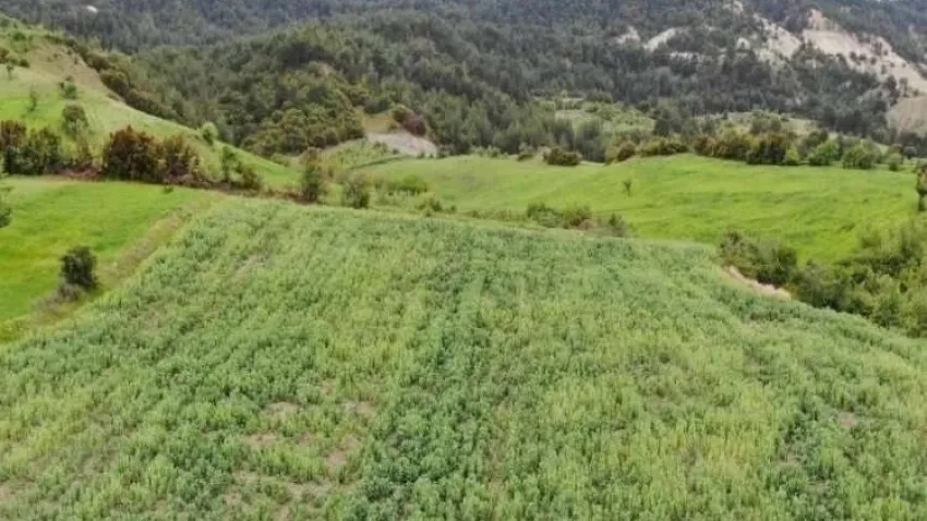 620 bin kök haşhaşı izinsiz ürettiler haberinin görseli