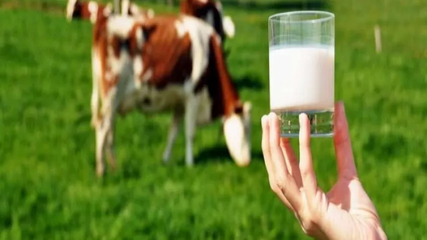 Çiğ süt üretimi 2022 yılında azaldı haberinin görseli