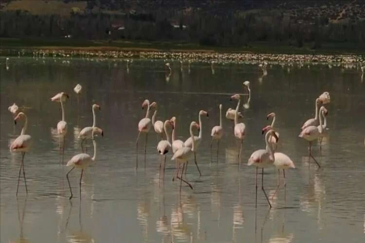 Yarışlı Gölü'nü flamingolar hareketlendirdi haberinin görseli