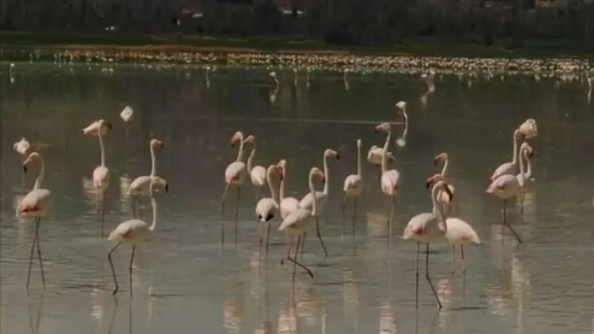 Yarışlı Gölü'nü flamingolar hareketlendirdi haberinin görseli