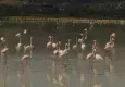 Yarışlı Gölü'nü flamingolar hareketlendirdi