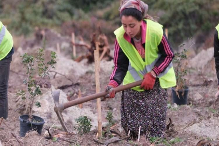 Altın  damlayan sakız, kadınların cebinde birikecek haberinin görseli
